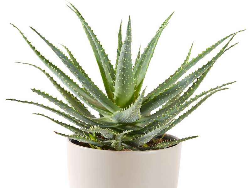 aloja vera
