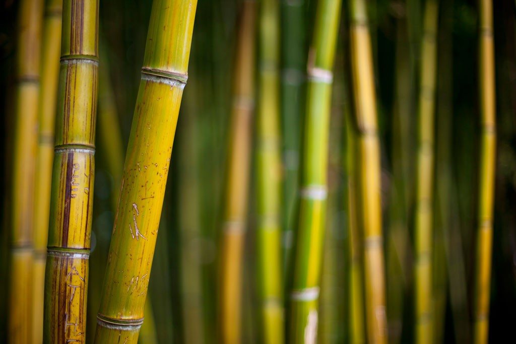 bambusovo drvo